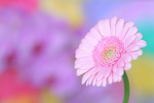 粉色非洲菊