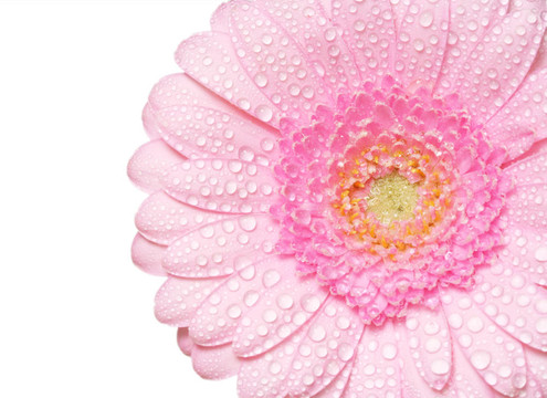 粉色非洲菊