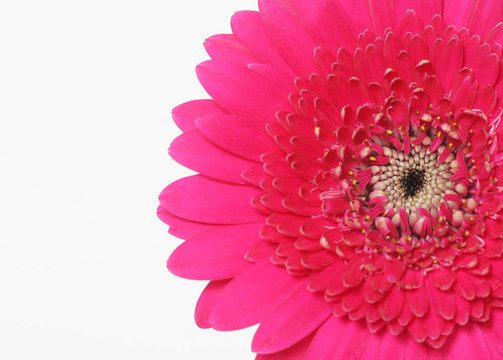 粉色非洲菊