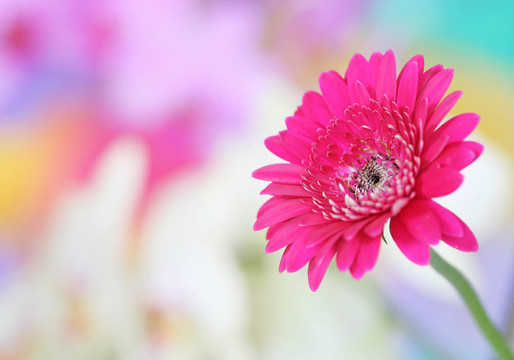 粉色非洲菊在彩色背景
