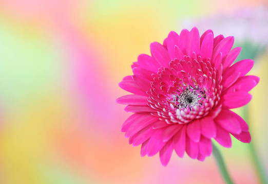 粉色非洲菊