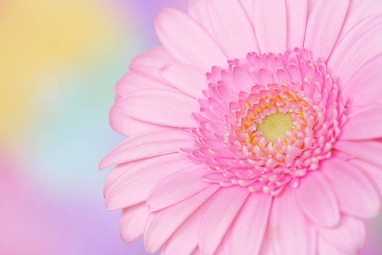 粉色非洲菊