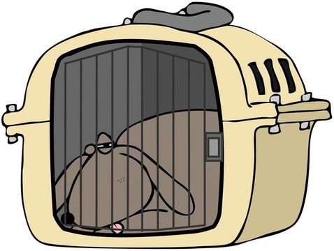 Pet Carrier狗