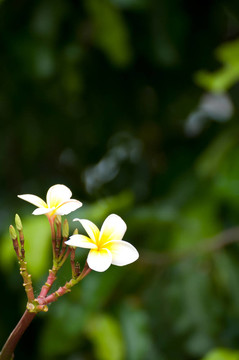 熱帶花卉frangipa分支