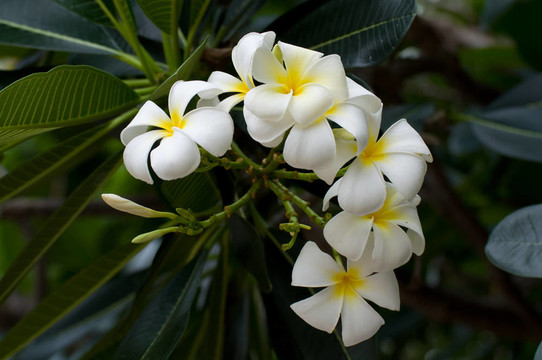 熱帶花卉frangipa分支