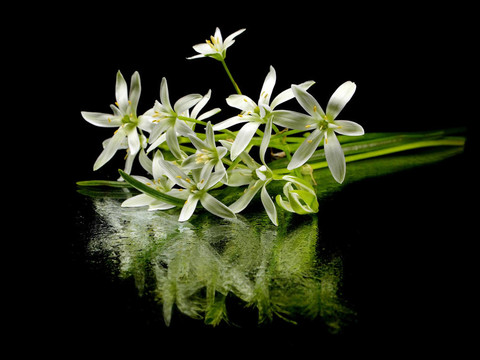 虎眼萬年青的花