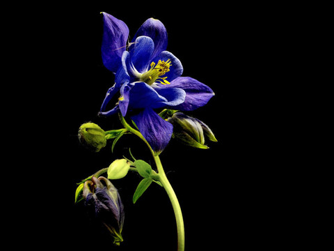 科倫-耬斗菜的花藍(lán)