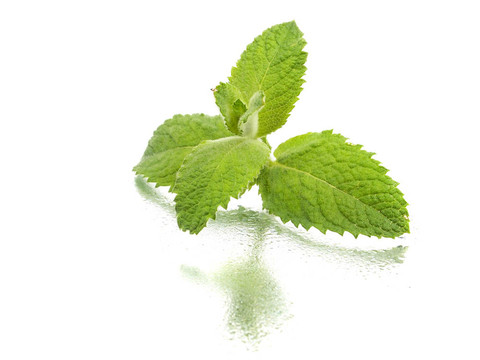 薄荷葉