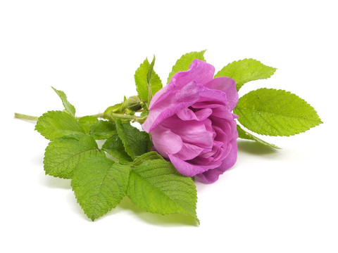 狗薔薇