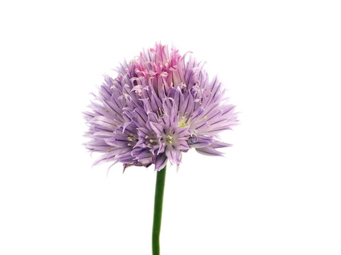 韭菜花