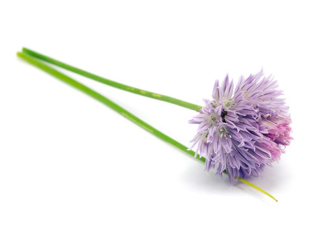 韭菜花