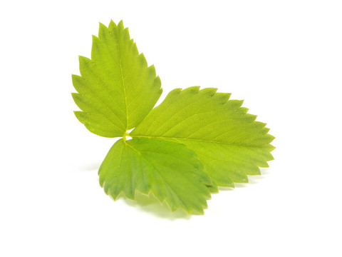 有機(jī)草莓葉