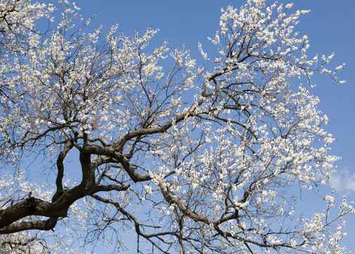 開(kāi)花的杏樹(shù)