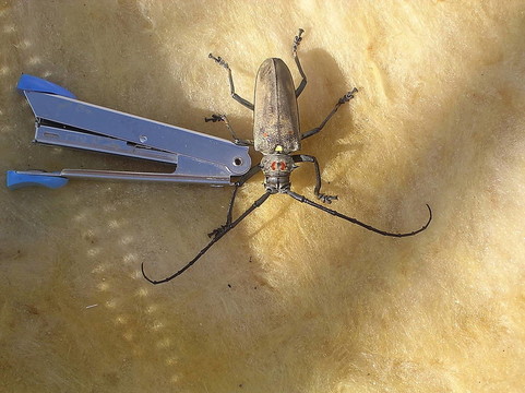 海法大甲蟲Cicindela