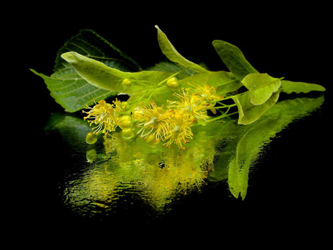 菩提樹花