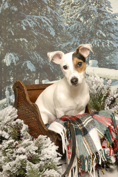 在一個(gè)木制的雪橇Jack Russell