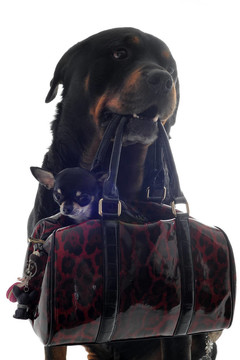 奇瓦瓦犬與小狗