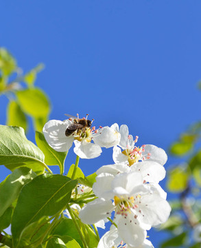 梨樹開花的樹枝