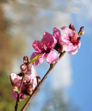 桃樹開花的樹枝