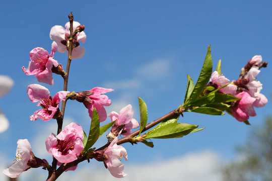 桃樹(shù)開(kāi)花的樹(shù)枝