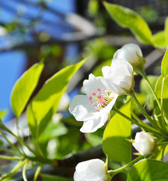 梨樹開花的樹枝