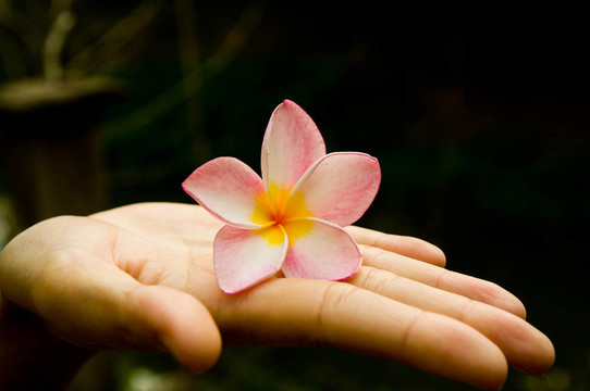 花在手