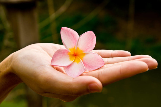 花在手