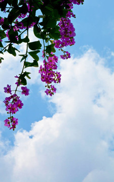 在背景天空的花朵