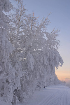 冬天的傍晚，樹木和道路被雪樹枝束縛著