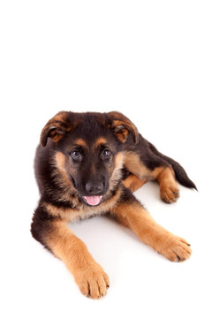 德國牧羊犬