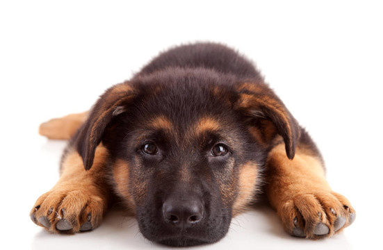 德國牧羊犬