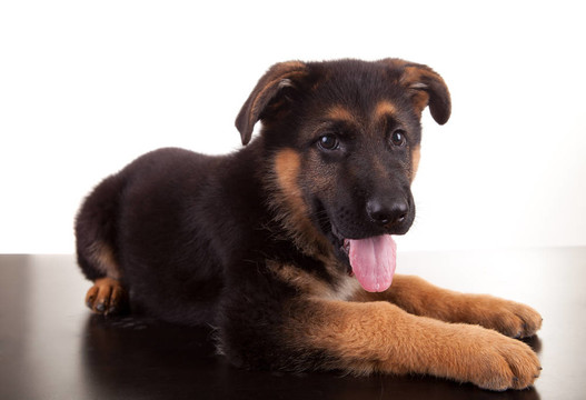 德國牧羊犬