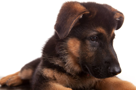 德國牧羊犬