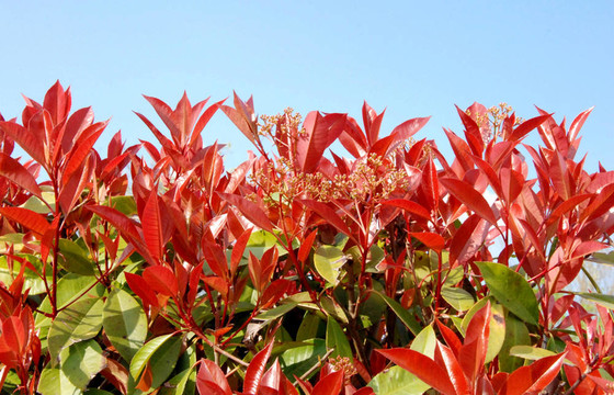 紅葉石楠