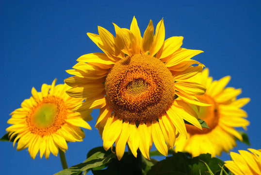 sunflwer天空