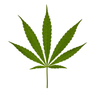 白色背景上分離的大麻葉