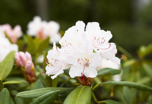 華盛頓州花-杜鵑盛開