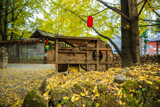騰沖 銀杏