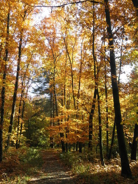 秋天forest-4