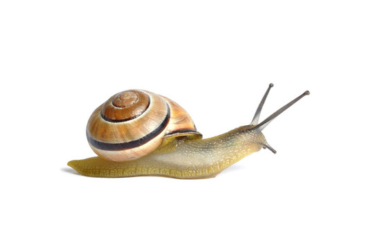 蝸牛