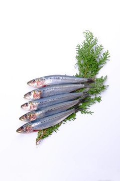 沙丁魚