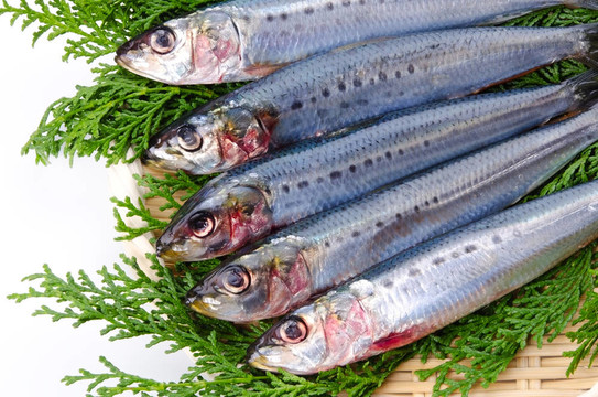 沙丁魚