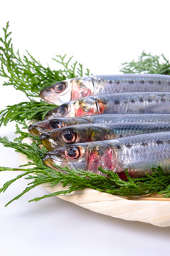 沙丁魚
