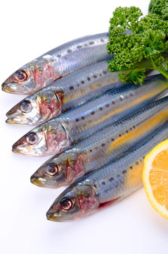 沙丁魚