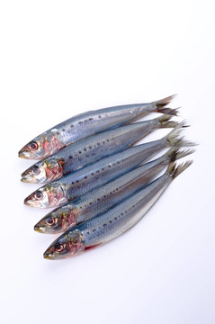沙丁魚(yú)