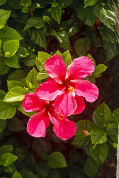 兩個(gè)紅色的芙蓉花
