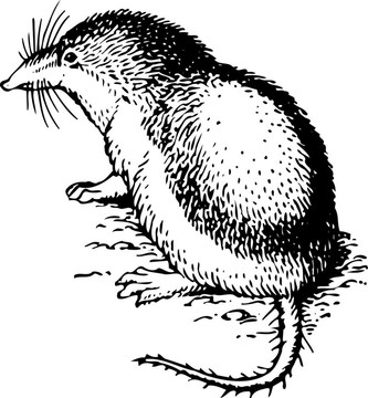 嚙齒類動物diplomesodon
