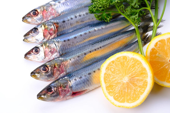 沙丁魚