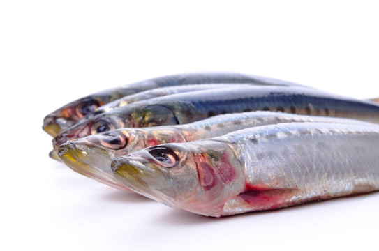 沙丁魚(yú)