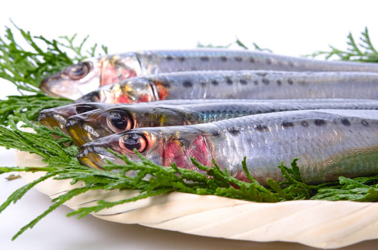 沙丁魚
